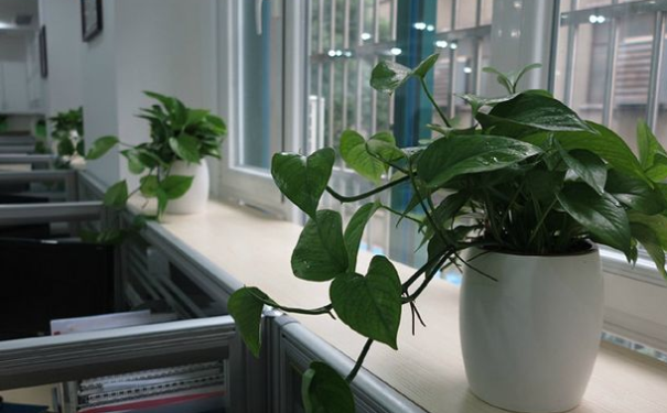 巧妙利用办公室植物摆放风水改善运势
