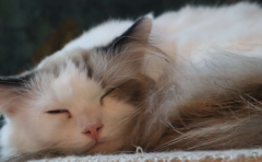 <b>猫死后念什么超度它 一些常用的咒语即可 要是人就做法事为宜</b>